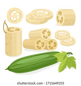 Loofah sponge vector illustration set. Cartoon flat loofa collection with organic bath accessory for scrub body skincare, natural agricultural green luffa fruit and leaves icons isolated on white