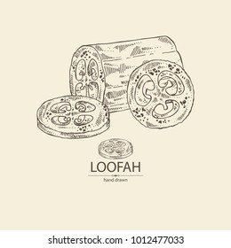 Loofan, natural sponge: loofan sponge and fruit. Vector hand drawn illustration.