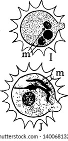 It is look like a balloon, the pollen grain wide shape. The rounded outside exine and under rounded is intine. Inside under there are generative cell, vintage line drawing or engraving illustration.