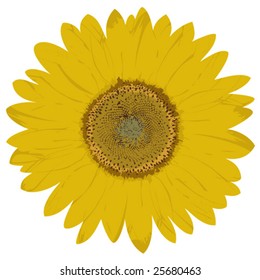 Look on bloom of sunflower