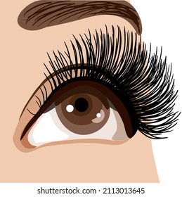 Looking up eye with thick lashes, isolated on the white background, vector illustration