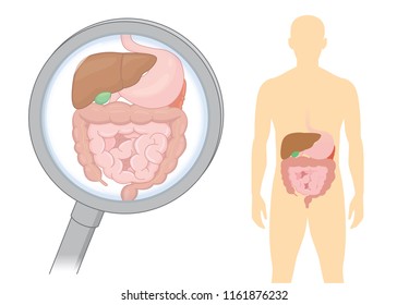 Looking internal organ about digestion of human with Magnifying glass. Illustration about health care and medical.