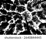 Looking up silhouette view of tall pine trees with clear sky gaps, abstract forest canopy pattern in black and white, natural symmetry design.