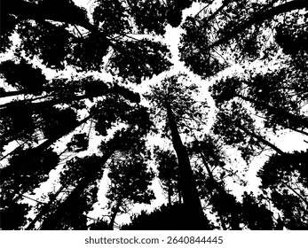 Looking up silhouette view of tall pine trees with clear sky gaps, abstract forest canopy pattern in black and white, natural symmetry design.