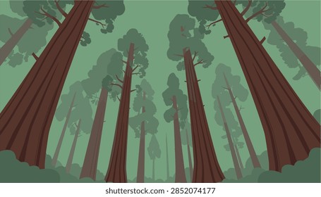 Looking Up Tall Forest Trees Vector Illustration with Green Canopy