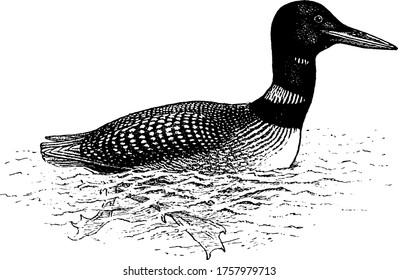 Loon is a diving aquatic bird in the family Gaviidae, it feeds on fish by diving, vintage line drawing or engraving illustration.