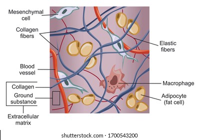 Loose connective tissue and the extracellular matrix