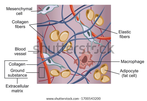 Loose\
connective tissue and the extracellular\
matrix