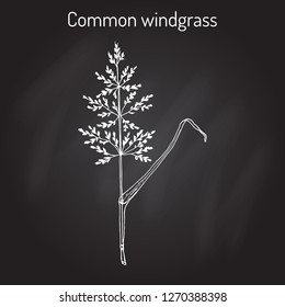 Loose silky-bent or common windgrass (Apera spica-venti), weed grass. Hand drawn botanical vector illustration