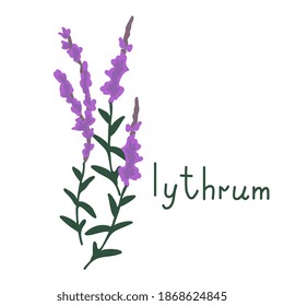 Loosestrife simple ilustración vectorial de flores