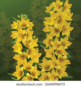 Loosestrife avistado no jardim de verão. Flores amarelas de Lysimachia punctata é uma planta herbácea perene cultivada, que ama a umidade. Vetor desenho colorido realista.