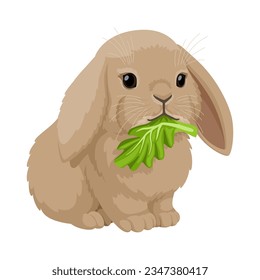 Lop-eared cute bunny eats lettuce leaf. Rabbit vector illustration isolated on white background.