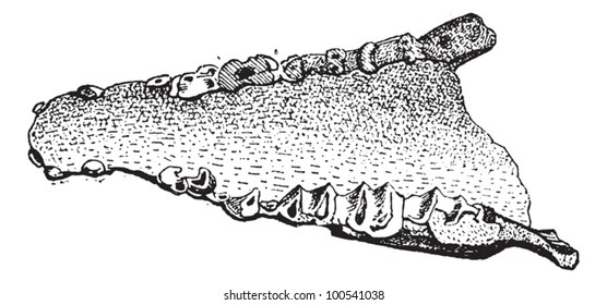 Lophiodon, showing fossil of a lower jaw, vintage engraved illustration. Dictionary of Words and Things - Larive and Fleury - 1895