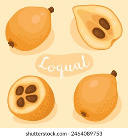 Loquat. Eriobotrya japonica.  Collection of fresh loquat fruits, whole, half and seed. Summer fruit. Healthy and organic food, cooking ingredient. Cartoon vector illustration.