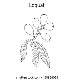 Loquat (Eriobotrya japonica), or Japanese medlar, Chinese plum, pipa, fruits and leaves. Hand drawn botanical vector illustration