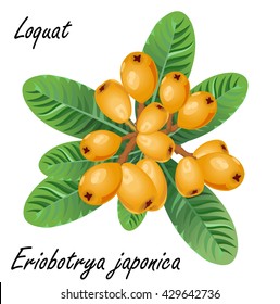 Loquat (Eriobotrya japonica, medlar). Hand drawn vector illustration of loquat branch with fruits and leaves on white background. 