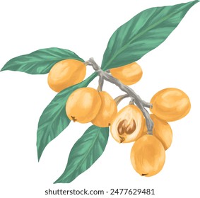 Loquat fruit botanical painting illustration