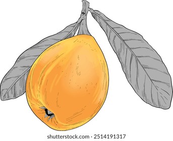 loquat fruit colored hand drawn illustration