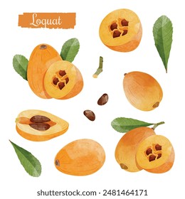 Loquat fruit Design elements set. watercolour style vector illustration.