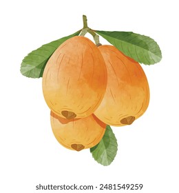 Loquat fruit Design elements. watercolour style vector illustration.