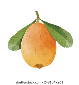 Loquat fruit Design elements. watercolour style vector illustration.