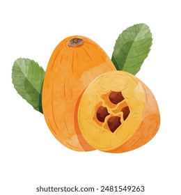 Loquat fruit Design elements. watercolour style vector illustration.