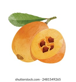 Loquat fruit Design elements. watercolour style vector illustration.