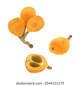 Loquat Fruit Aquarellbild mit Zweigen, ganz, halb