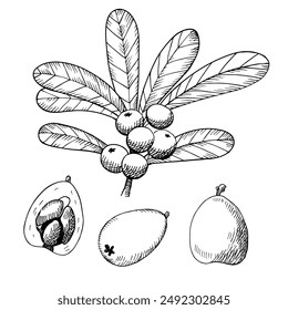 Loquat plant hand drawn vector engraved illustration on isolated background. Botanical sketch of Eriobotrya japonica with fruits, leaves, branch. Design elements for logo, sign, print, paper, card