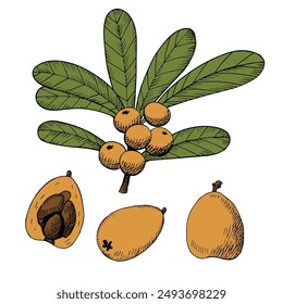 Loquat plant hand drawn vector colored illustration on isolated background. Botanical sketch of Eriobotrya japonica with fruits, leaves, branch. Design elements for logo, sign, print, paper, card