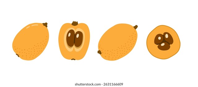 Loquat conjunto de frutas exóticas tropicais. Medalha japonesa, ameixa chinesa. Frutos inteiros, descascados e divididos em metades. Ilustração à mão desenhada por vetor, isolada sobre fundo branco.