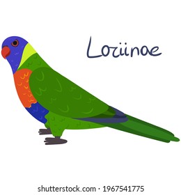 Loriinae Parrot in cartoon style on white background. Vector hand drawn illustration. Rainbow lorikeet.