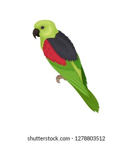 Lory parrot with bright feathers. Australian bird. Fauna theme. Detailed flat vector element for ornithology book