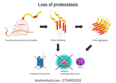 Loss of proteostasis. The loss of balance between protein synthesis, folding, and degradation. Hallmarks of aging.
