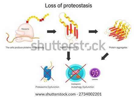 Loss of proteostasis. The loss of balance between protein synthesis, folding, and degradation. Hallmarks of aging.