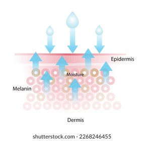 Loss of skin moisture vector illustration isolated on white background. The mechanism of losing moisture, lead to more water leaving and damaged skin. Skin care and beauty concept illustration.
