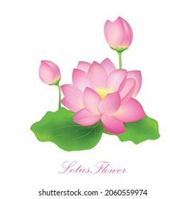 Lotos flower isolated vector illustration