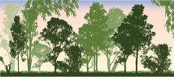 Lots Of Different Shades Of Green Forest Of Australian Gum Tress With Sunset Background