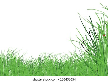 lots of lush grass with a white background
