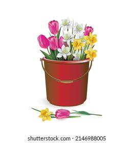 Lots of spring flowers - pink tulips, white narcissus and yellow daffodils in a red plastic bucket, isolated on white background. Vector illustration.