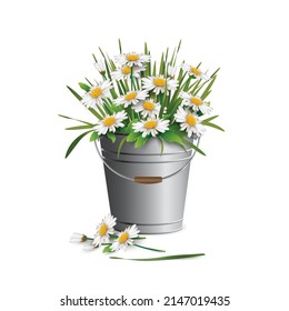 Lots of white chamomiles flowers in a metal bucket, isolated on white background. Vector illustration.