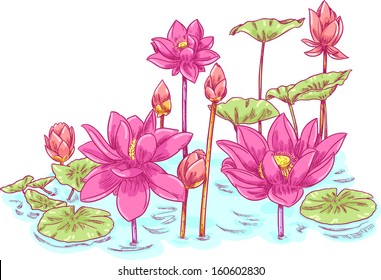 lotus