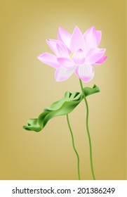 lotus 
