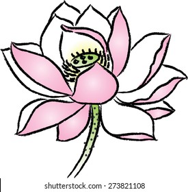  lotus