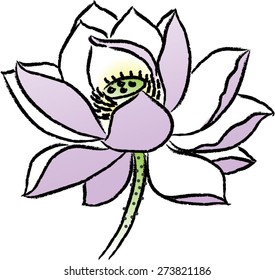  lotus