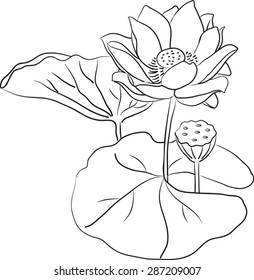 Lotus
