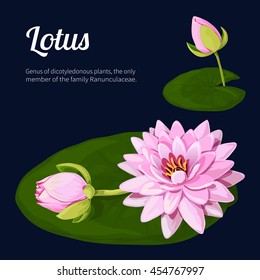 Lotus