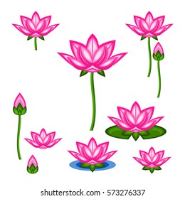 Lotus