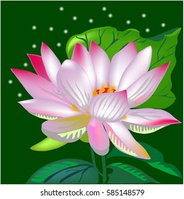 Lotus