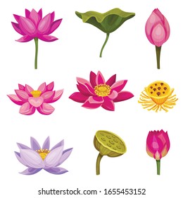 Lotus Aquatic Plant with Large Showy Flowers and Leaves Isolated on White Background Vector Set